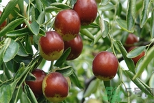 冬棗能泡茶喝嗎？泡茶喝用干冬棗好還是新鮮冬棗好？