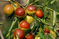 冬棗能泡茶喝嗎？泡茶喝用干冬棗好還是新鮮冬棗好？