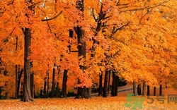 秋燥吃什么水果好?立秋吃什么水果解燥 秋燥吃什么水果好?立秋吃什么水果解燥