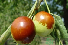 吃冬棗能補(bǔ)血嗎？吃冬棗為什么能補(bǔ)血？