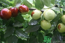 沾化冬棗的營養(yǎng)價值 沾化冬棗的功效與作用 沾化冬棗的營養(yǎng)價值 沾化冬棗的功效與作用