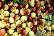 沾化冬棗的營養(yǎng)價值 沾化冬棗的功效與作用 沾化冬棗的營養(yǎng)價值 沾化冬棗的功效與作用