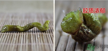 鐵皮楓斗怎么吃？鐵皮楓斗功效與作用