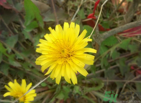 新鮮菊花怎么曬干？新鮮菊花怎么處理？