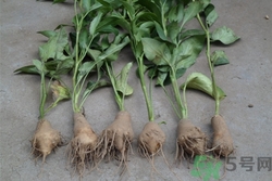 白術(shù)可以祛斑嗎?白術(shù)祛斑的危害是什么 白術(shù)可以祛斑嗎?白術(shù)祛斑的危害是什么