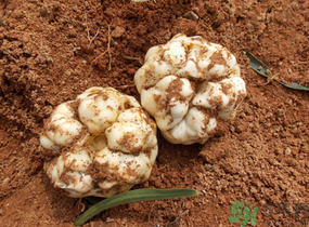 鮮百合怎么保存？新鮮百合可以放多久？