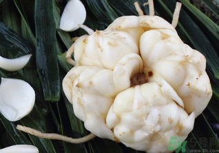 新鮮百合可以放冰箱嗎？鮮百合可以冷凍嗎？