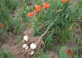 新鮮百合什么時候上市？鮮百合什么時候上市？