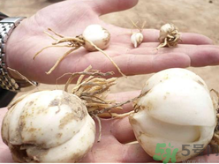 新鮮百合什么時候上市？鮮百合什么時候上市？