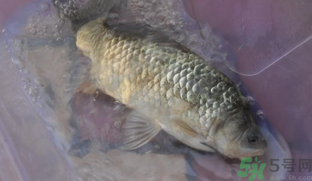 野生鯽魚和養(yǎng)殖鯽魚的區(qū)別 野生鯽魚和養(yǎng)殖鯽魚的營養(yǎng)價值 野生鯽魚和養(yǎng)殖鯽魚的區(qū)別 野生鯽魚和養(yǎng)殖鯽魚的營養(yǎng)價值