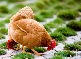 三黃雞多少錢一斤？三黃雞多少錢一只？