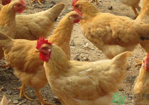 三黃雞多少錢一斤？三黃雞多少錢一只？