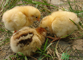 三黃雞多少錢一斤？三黃雞多少錢一只？