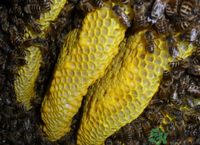 野蜂蜜多少錢一斤？土蜂蜜多少錢一斤？