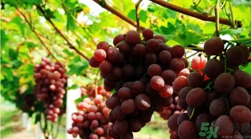 吃紅提會上火嗎？怎樣吃紅提不上火？