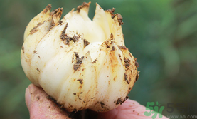 新鮮百合可以生吃嗎？新鮮百合能吃嗎？