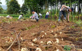 新鮮百合可以生吃嗎？新鮮百合能吃嗎？