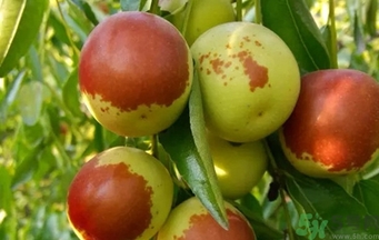 冬棗洗了可以放冰箱嗎？冬棗放冰箱好還是不放冰箱好？