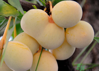 新鮮銀杏果怎么處理？新鮮銀杏果怎么去皮？