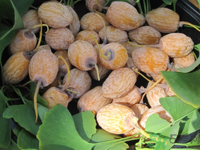 新鮮銀杏果怎么處理？新鮮銀杏果怎么去皮？