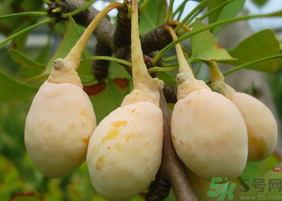 新鮮白果怎么保存？新鮮白果的保存方法