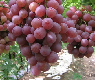 吃紅提要剝皮嗎？紅提皮可以吃嗎？