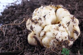 孕婦能吃新鮮百合嗎？孕婦可以吃鮮百合嗎？