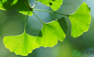 新鮮銀杏葉能泡水喝嗎？鮮銀杏葉能直接泡水嗎？