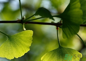 新鮮銀杏葉能泡水喝嗎？鮮銀杏葉能直接泡水嗎？