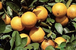 橘子有助于消化嗎?橘子促消化嗎 橘子有助于消化嗎?橘子促消化嗎