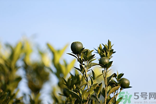 橘子有助于消化嗎?橘子促消化嗎 橘子有助于消化嗎?橘子促消化嗎