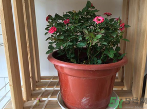 月季花可以放在室內(nèi)嗎？月季花放在室內(nèi)好嗎？