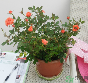 月季花可以放在室內(nèi)嗎？月季花放在室內(nèi)好嗎？