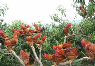 三黃雞是什么雞？三黃雞是公雞還是母雞？