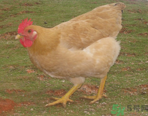 三黃雞是什么雞？三黃雞是公雞還是母雞？