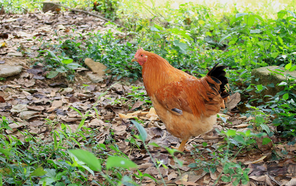 三黃雞是什么雞？三黃雞是公雞還是母雞？