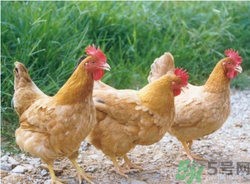 三黃雞是什么雞？三黃雞是公雞還是母雞？