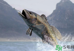 秋天釣魚(yú)用什么打窩？秋天釣鯉魚(yú)用什么打窩？