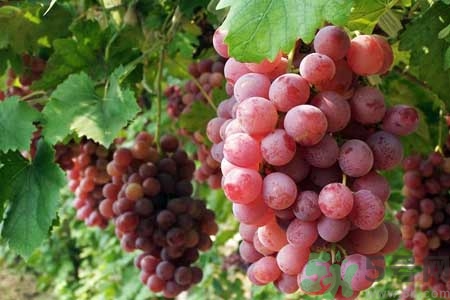 紅提子的營養(yǎng)價(jià)值 紅提子的功效與作用