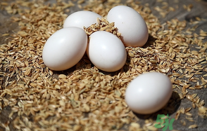 鴿子蛋多少錢一個？鴿子蛋多少錢一斤？?