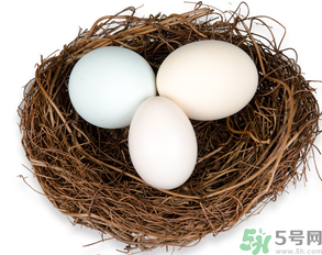 鴿子蛋可以放冰箱嗎？鴿子蛋放冰箱可以放多久？