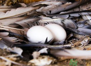 鴿子蛋可以放冰箱嗎？鴿子蛋放冰箱可以放多久？