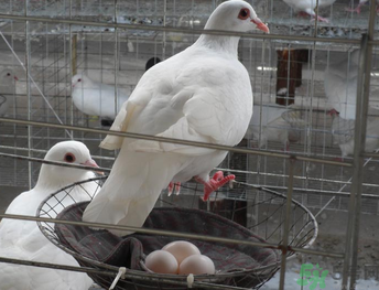 鴿子蛋可以放冰箱嗎？鴿子蛋放冰箱可以放多久？