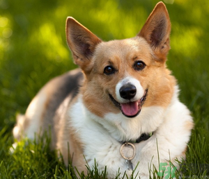 狂犬病的潛伏期最長多長？狗咬了會得狂犬病嗎？