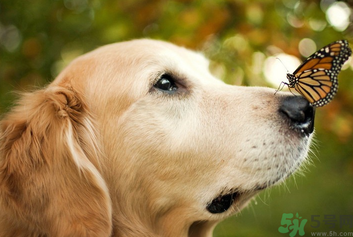 狂犬病的潛伏期最長多長？狗咬了會得狂犬病嗎？