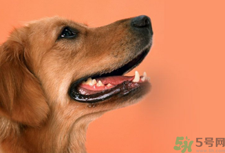 狂犬病的潛伏期最長多長？狗咬了會得狂犬病嗎？