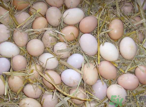 鴨蛋和雞蛋哪個(gè)營(yíng)養(yǎng)價(jià)值高？鴨蛋和雞蛋的區(qū)別