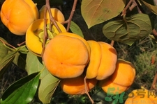 柿子和香蕉能一起吃嗎？柿子和香蕉一起吃會(huì)中毒嗎？