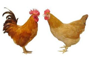 三黃雞是什么雞？三黃雞是公雞還是母雞？