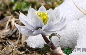 雪蓮花怎么吃？雪蓮花的功效作用